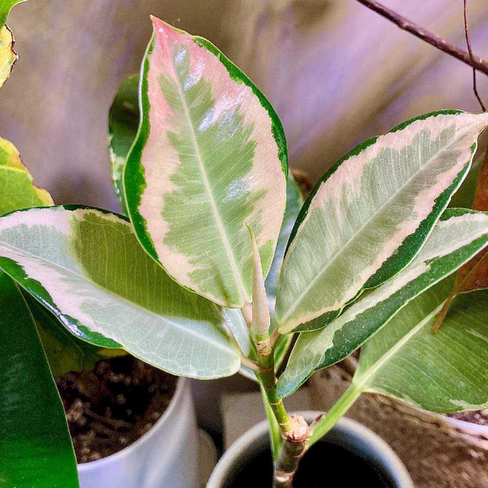 中斑アサヒからドリーミーアサヒへ…｜🍀GreenSnap（グリーンスナップ）