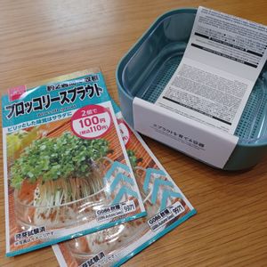 ブロッコリースプラウト,100均,ダイソー,DAISO,野菜 水耕栽培の画像