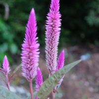 ノゲイトウ,ピンクの花,海辺,お出かけ先の画像