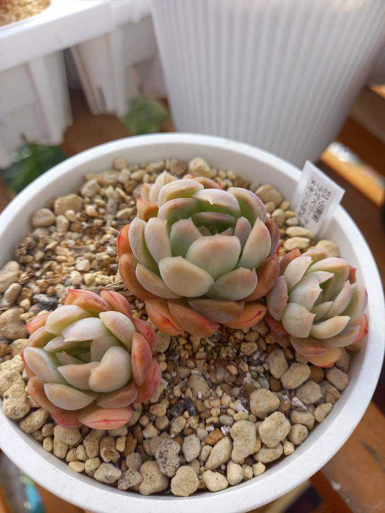 372🌹👥ラズベリーアイス×メキシコポルデンシス｜🍀GreenSnap