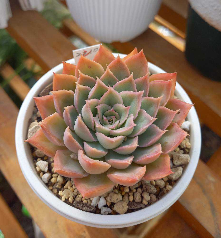 264🌹🌹💐マジックサバナ｜🍀GreenSnap（グリーンスナップ）