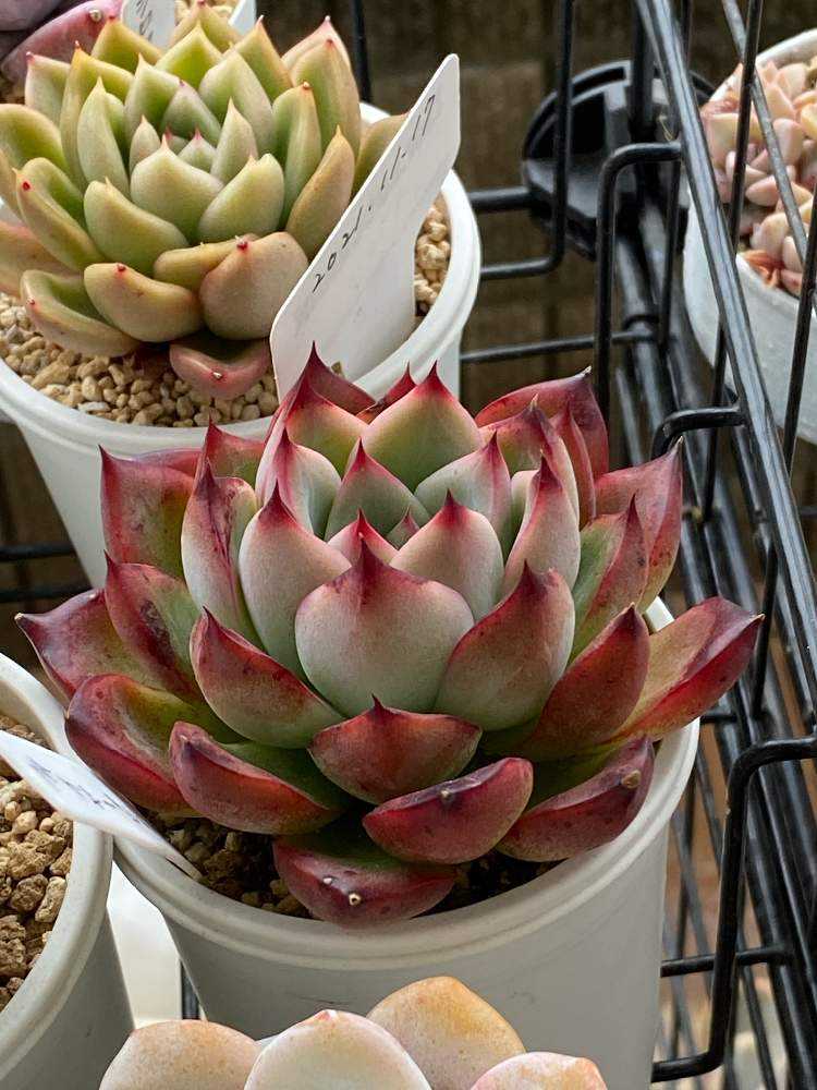 ファイヤーピラー 徒長多肉ちゃんの成長の記録｜🍀GreenSnap（グリーン