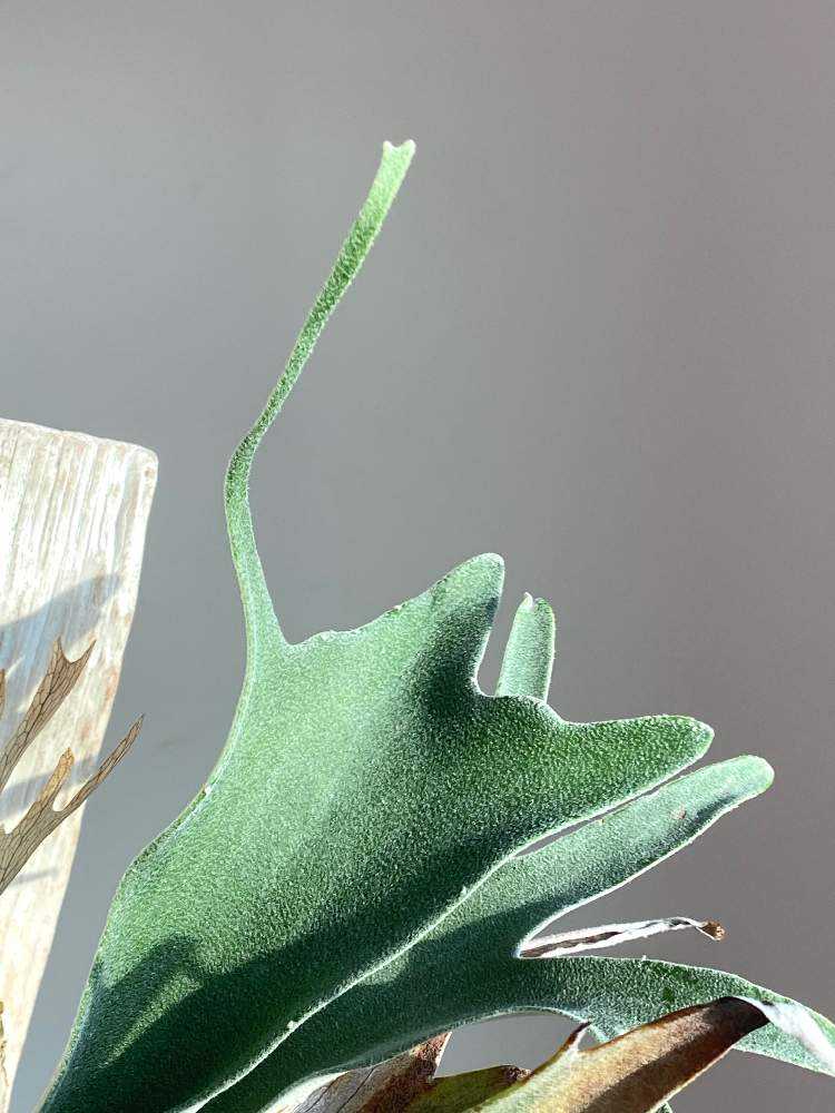 P. veitchii 'Auburn River' 成長記録 2024.8.20｜🍀GreenSnap