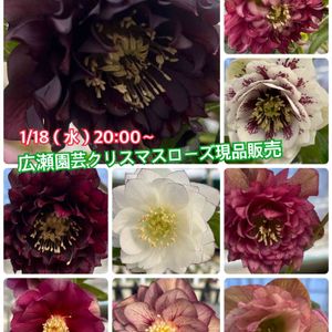 観葉植物,鉢植え,交配種,ギフト,花のある暮らしの画像