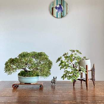シンパク,ペンテリー,多肉植物,和の趣,盆栽鉢の画像