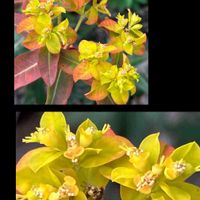タカトウダイ,野漆（ノウルシ）,かな…,かな…,ユーフォルビア　パルストリスの画像