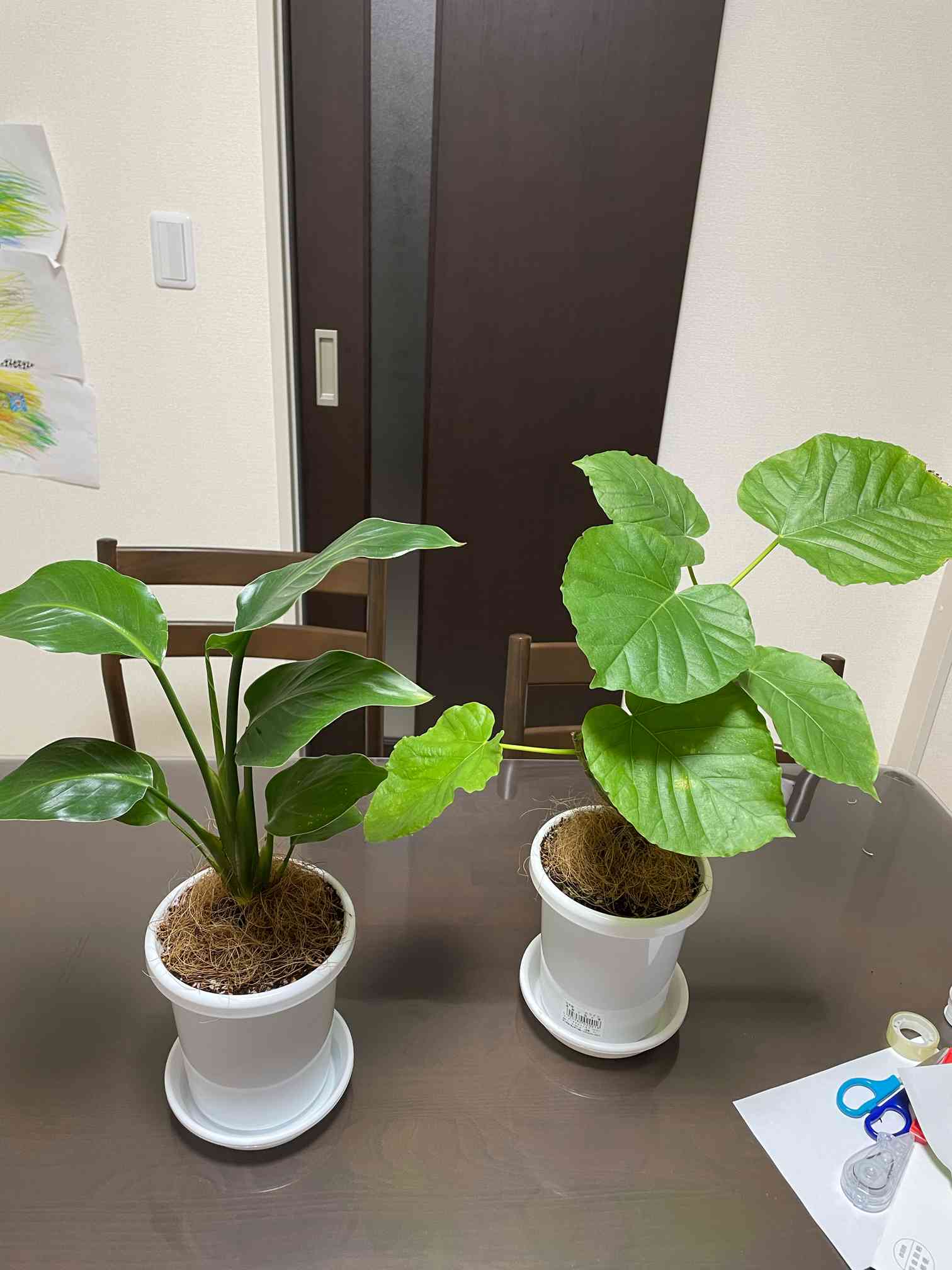 フィカス セプティカ斑入り - 植物/観葉植物