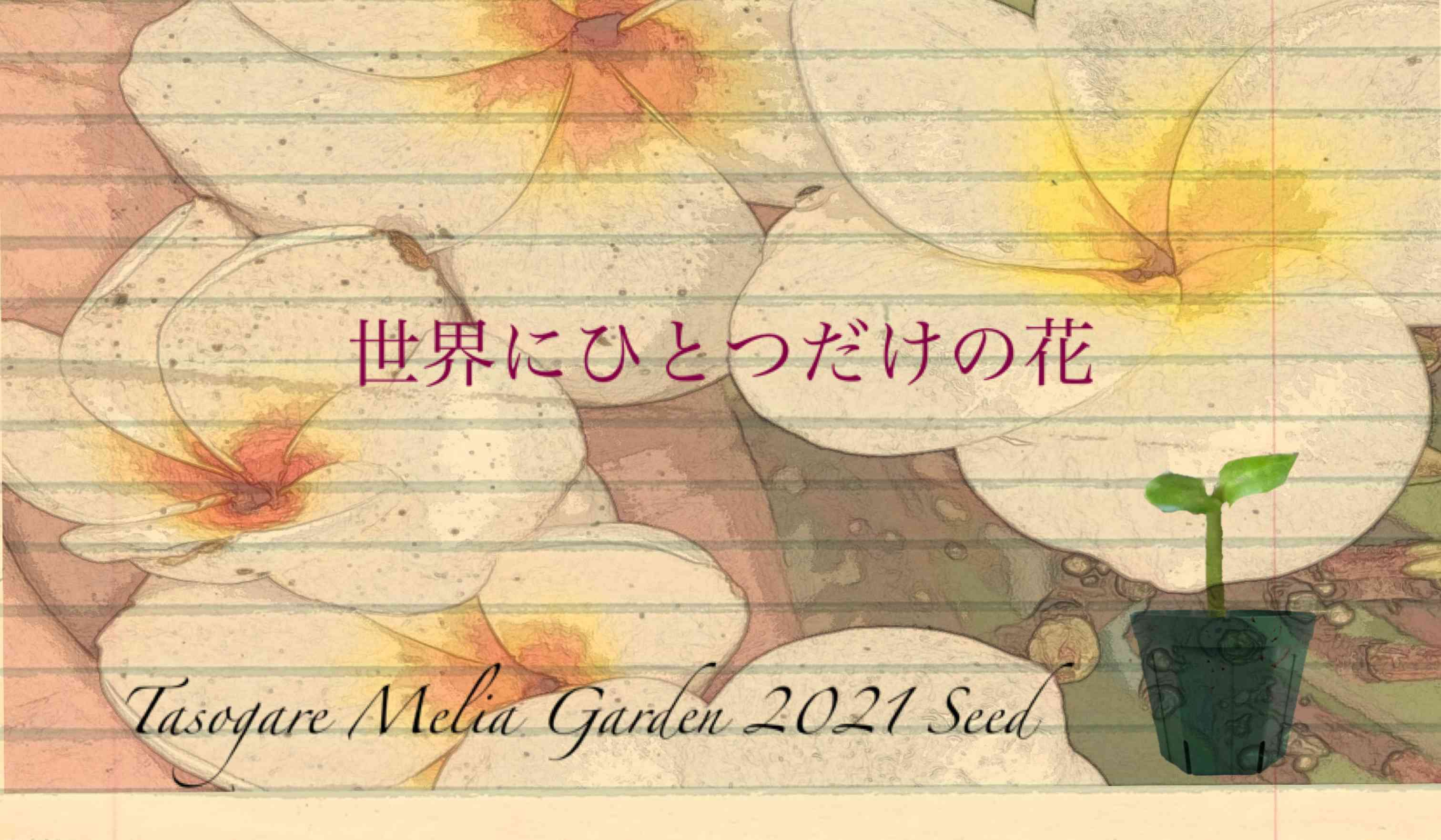 【激レア】リグナムバイタ・癒瘡木の越冬した実生苗2 激レア】リグナムバイタ・癒瘡木の越冬した実生苗2