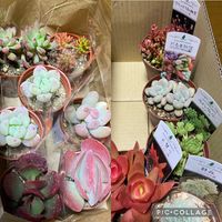 ロッティー,だるま秀麗,静夜,カランコエ属　赫蓮（カクレン）,クラッスラ紅稚児の画像