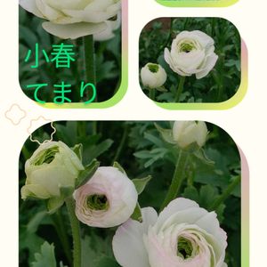 ラナンキュラス,❇︎ラナンキュラス,白い花♡,ユーミンつながり,ユーミンの日の画像