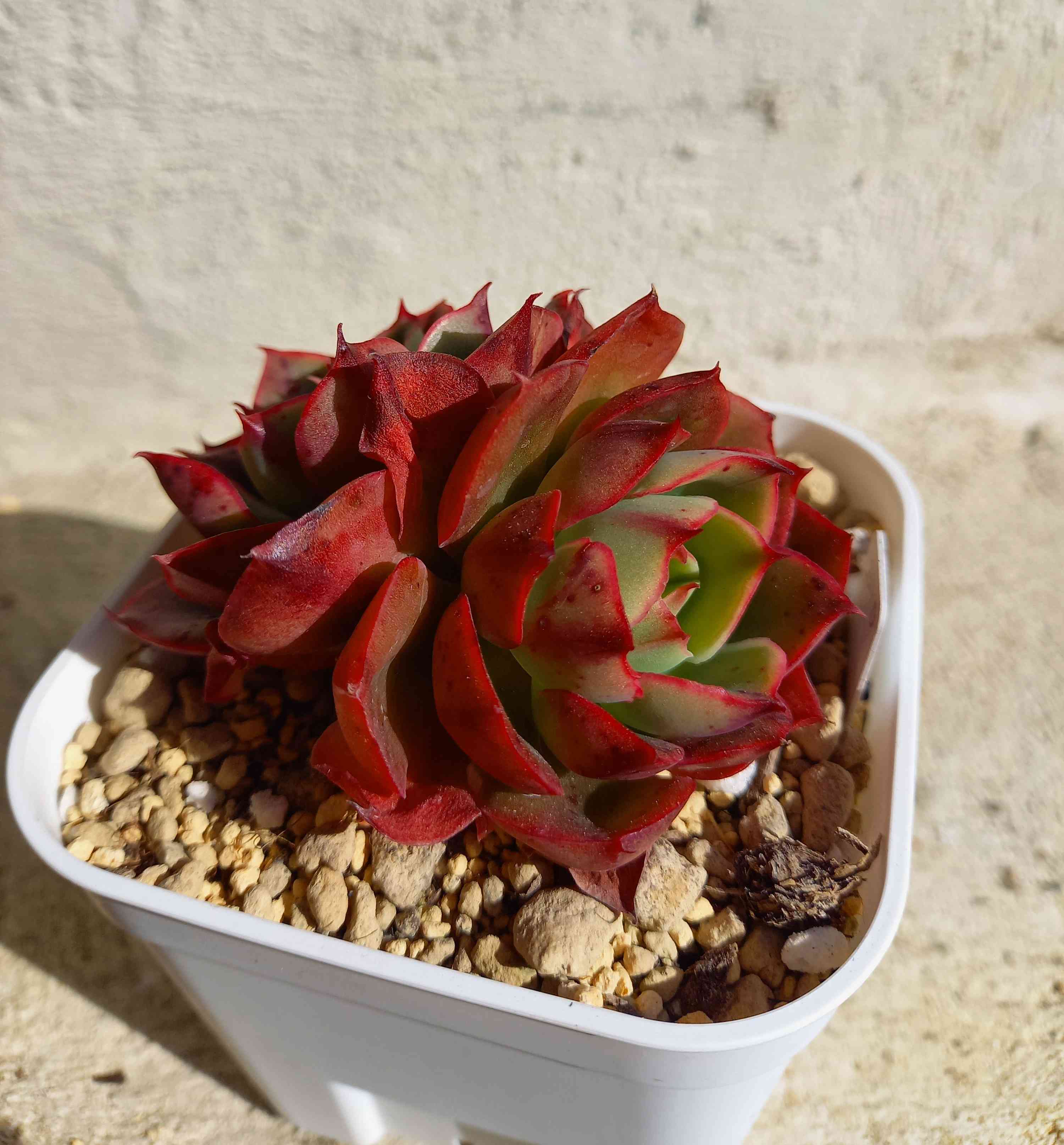 62🌹グラウス エメラルドアイル｜🍀GreenSnap（グリーンスナップ）