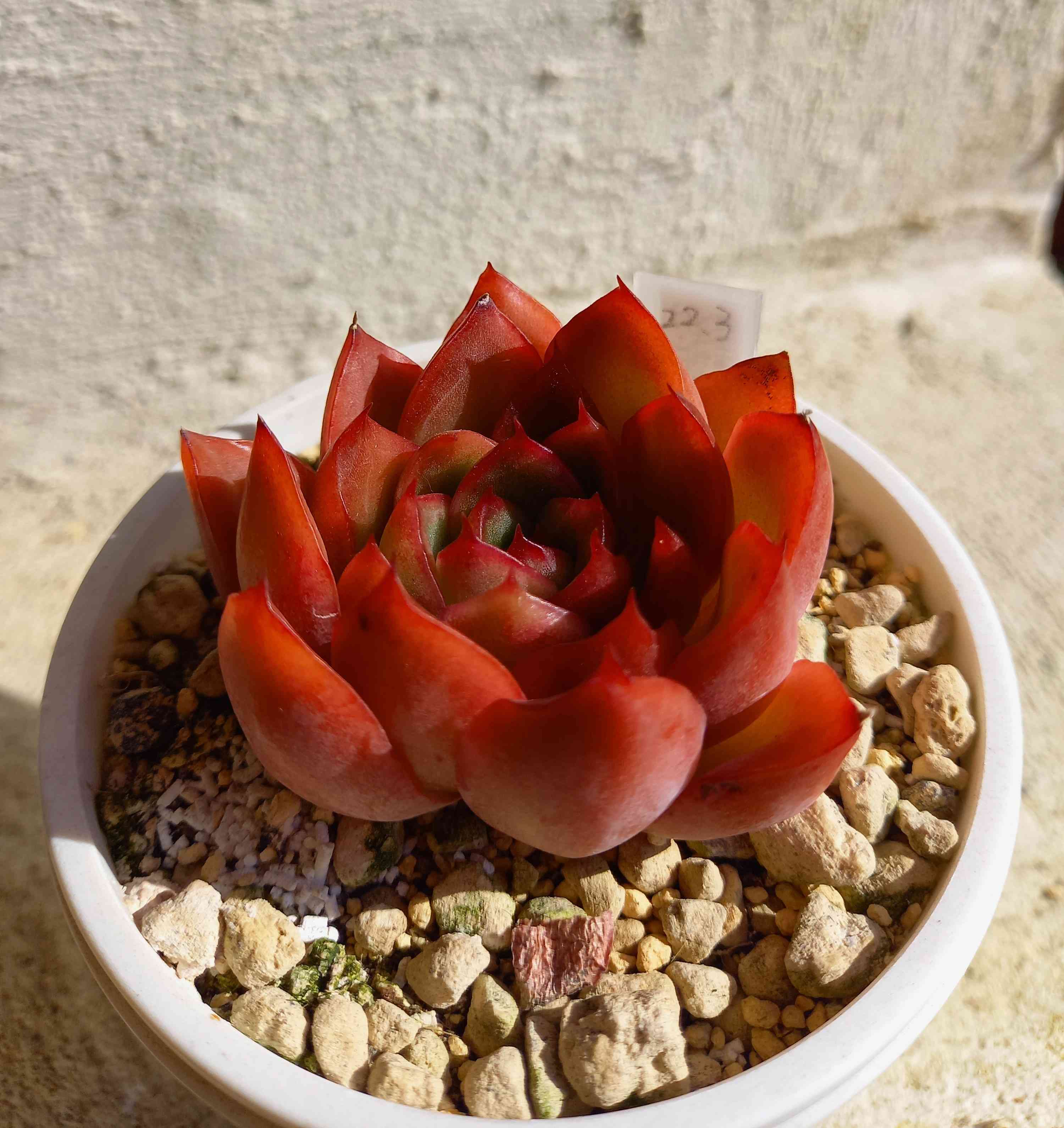 436🌹相府蓮 想夫恋 想夫憐｜🍀GreenSnap（グリーンスナップ）