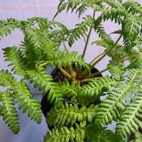 ヘゴ,観葉植物,シダ植物,ヘゴ科,部屋の画像