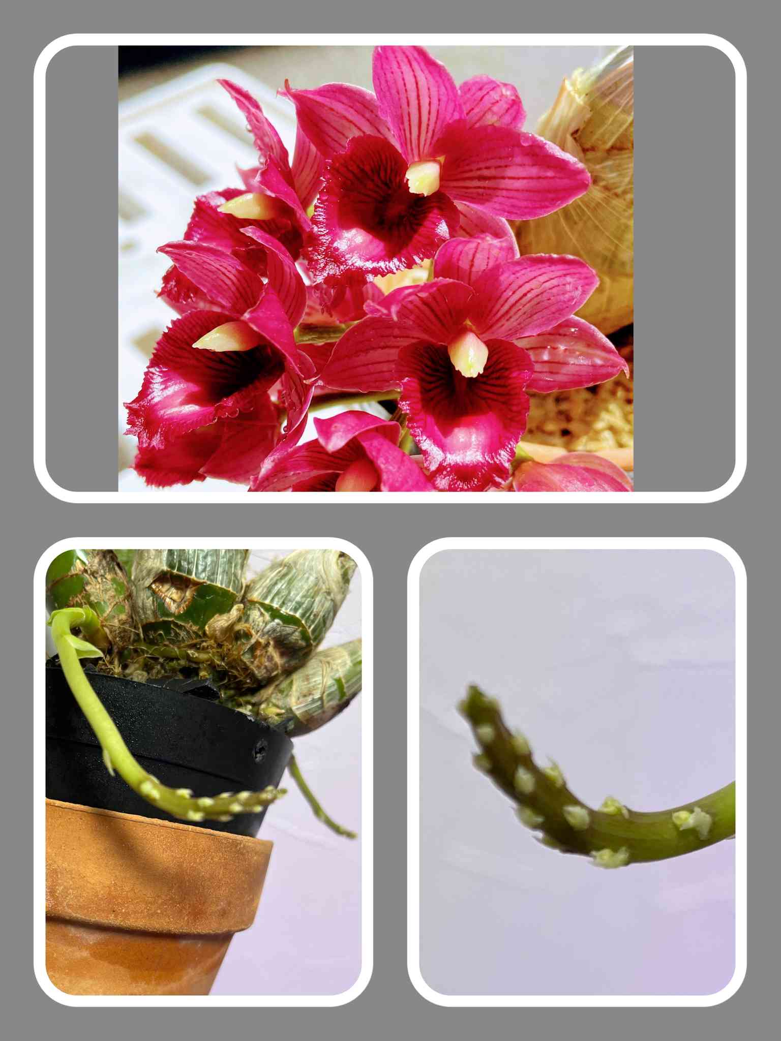 窓辺の投稿画像 by カタセタムくんさん｜着生蘭と着生ランと根腐れと