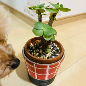 モロキニエンシス,多肉植物,多肉寄せ植え,ガーデニング,多肉初心者の画像