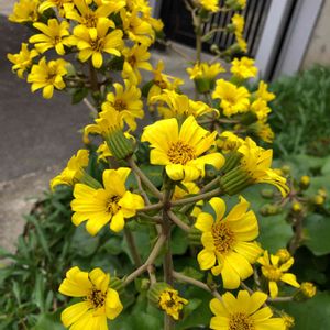 ツワブキ,黄色い花,元気もらえる,街の植栽,お茶花の画像