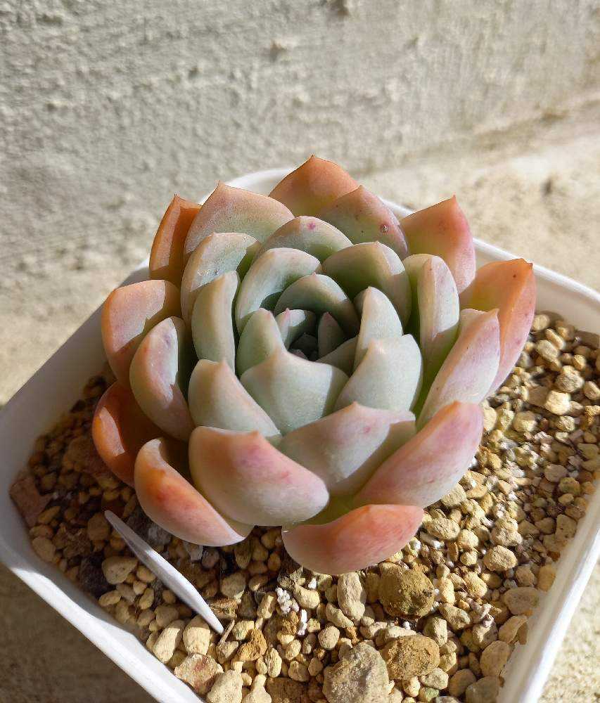 64A💐🌹💐スイレン スリョン ウォーターリリー｜🍀GreenSnap（グリーン