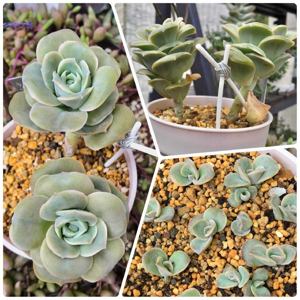 ⑤  ラブリーローズ　多肉　カット苗 ラブリーローズ エケベリア 抜き苗 | 多肉植物カット苗の通販