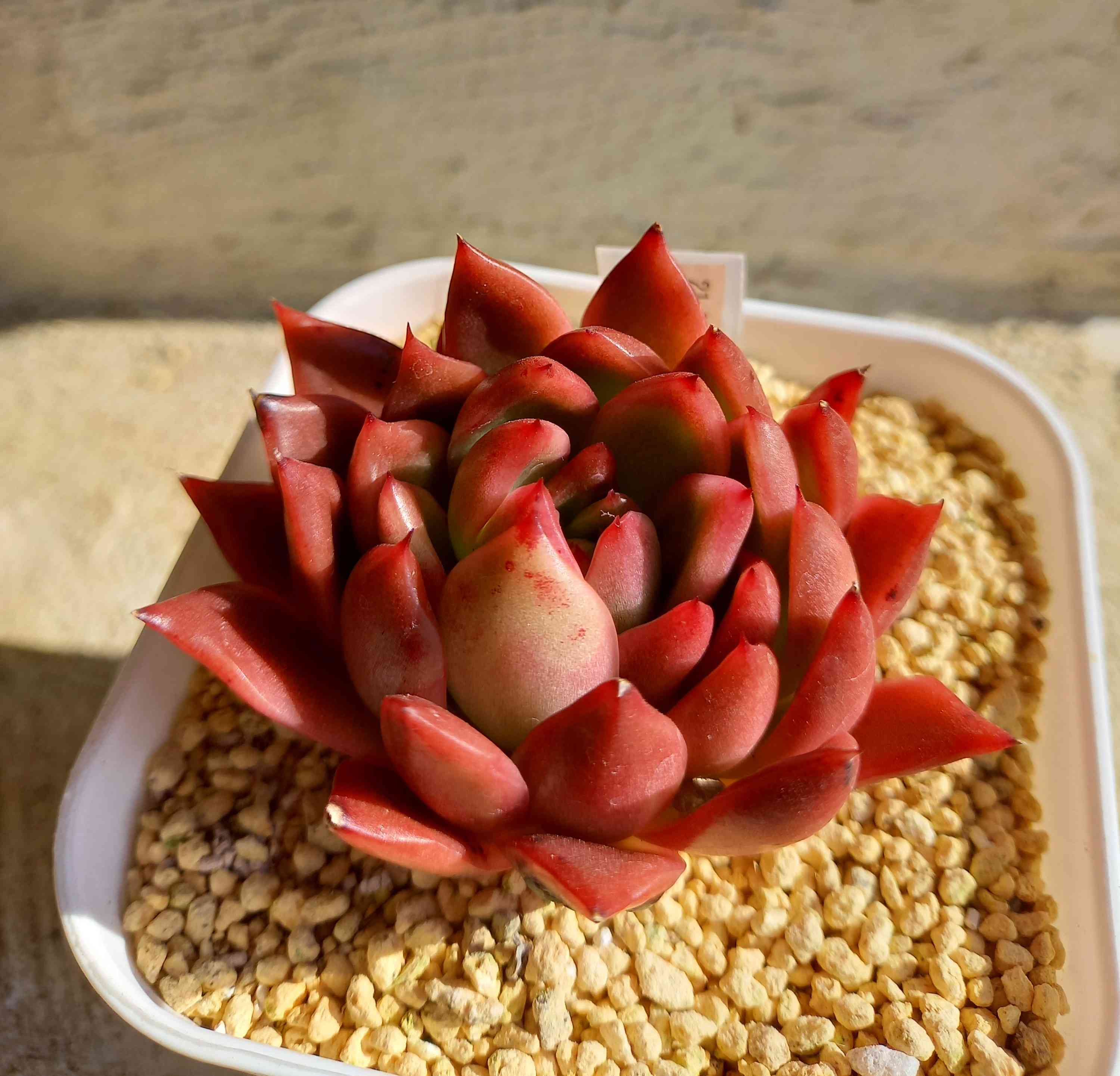 花芽付き ツンツン 赤いホッペの～⭐️ルビーティント⭐️多肉 寄せ植え つぶつぶ 花芽付き ツンツン 赤いホッペの～⭐️ルビーティント⭐️多肉 寄せ