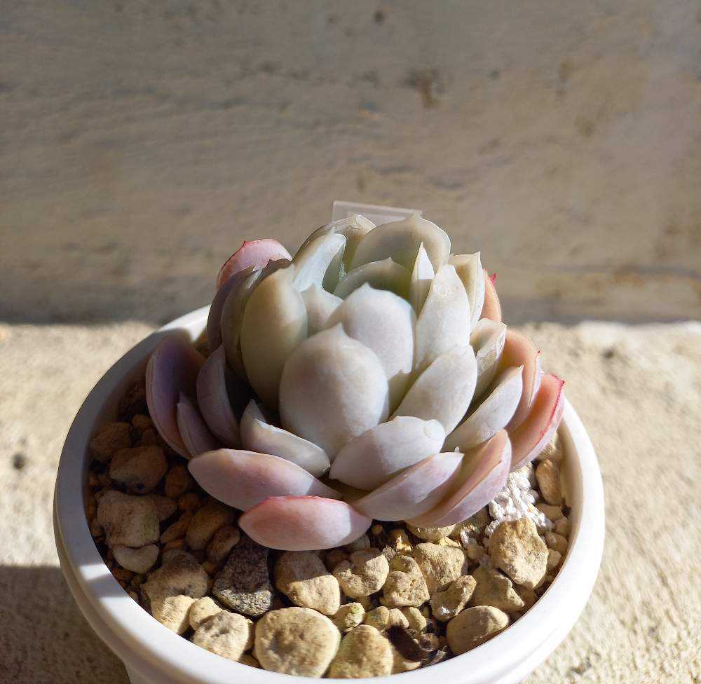 多肉植物 抜き苗 ラズベリーアイス＆ハオルチア ハオルチア アイス