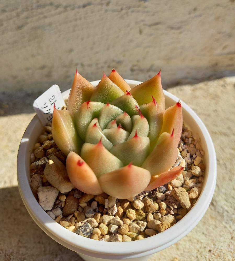 382🌹ソクヨン 石英｜🍀GreenSnap（グリーンスナップ）