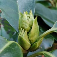 アオキ,雌雄異株,アオキ属,アオキ科,金曜日の蕾たちの画像