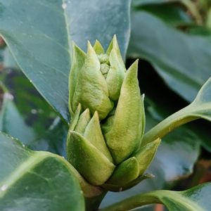 アオキ,雌雄異株,アオキ属,アオキ科,金曜日の蕾たちの画像