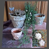 白檀,ドルフィンネックレス,ドルフィンネックレスの花,かおりんさんの鉢ｲﾛｲﾛ,ご縁に感謝の画像
