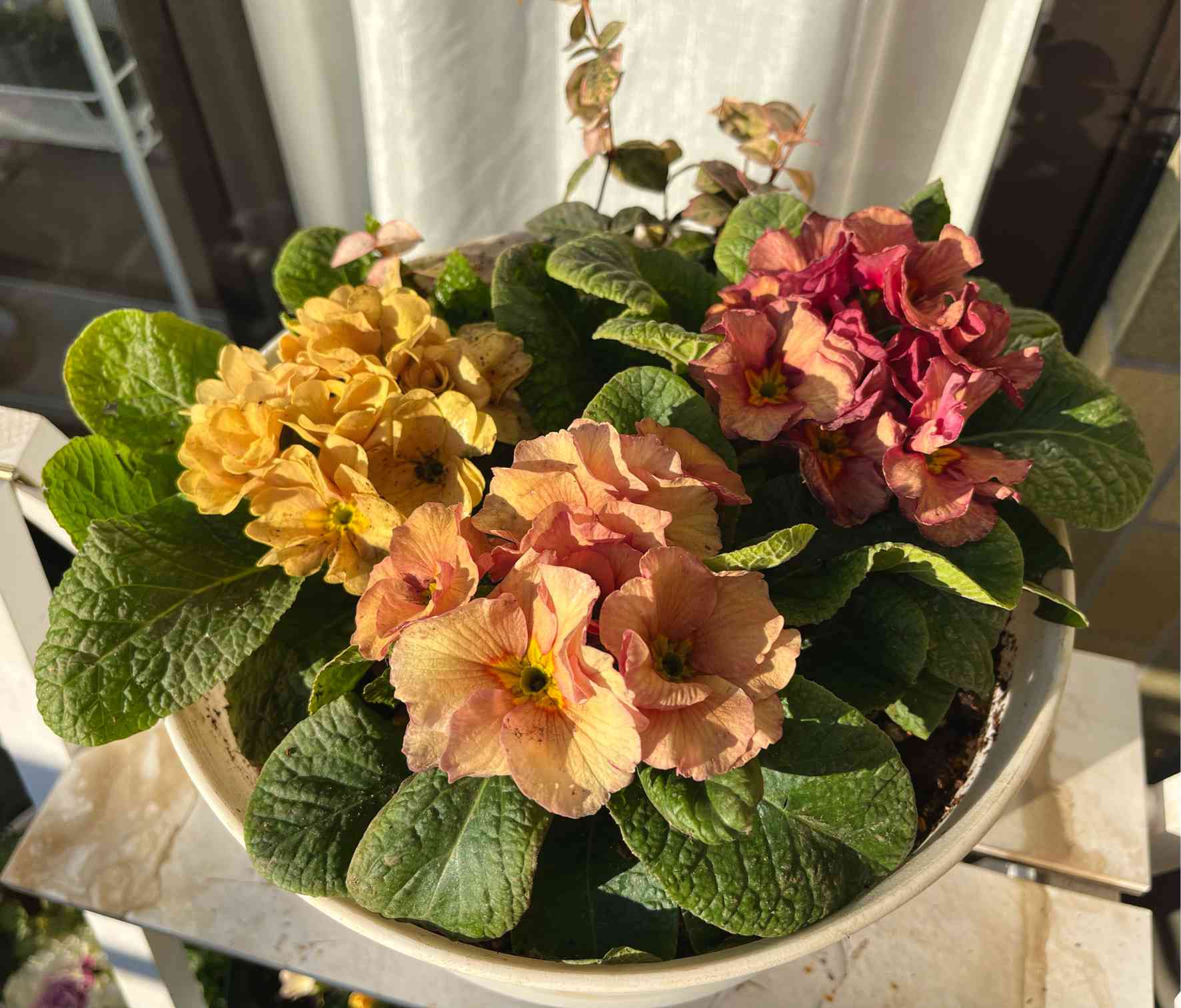 プリムラジュリアン】オールドコレクションの寄せ植え｜🍀GreenSnap