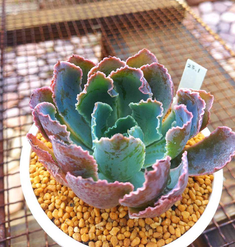 多肉植物　マドレデルスール錦　抜き苗 速達付き シャビアナ マードレデルスール錦 多肉植物