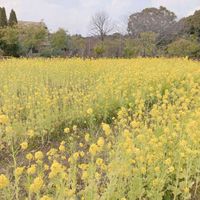 菜の花,お出かけ先の画像