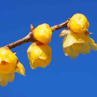 黄梅,空と花,青い空,黄梅！の画像