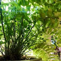 ネフロレピスビセラータフルカンス,ネフロレピス,観葉植物,植物のある暮らし,植物の画像