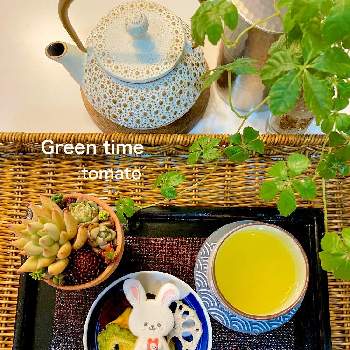 黒法師,黒法師の植替え記録,黒法師の挿木記録,黒法師みどりのまとめの画像