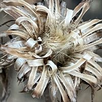 アザミ,花後,枯れてもなお,実家の近くの画像
