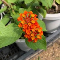 ランタナ,橙色の花,小さな庭の画像
