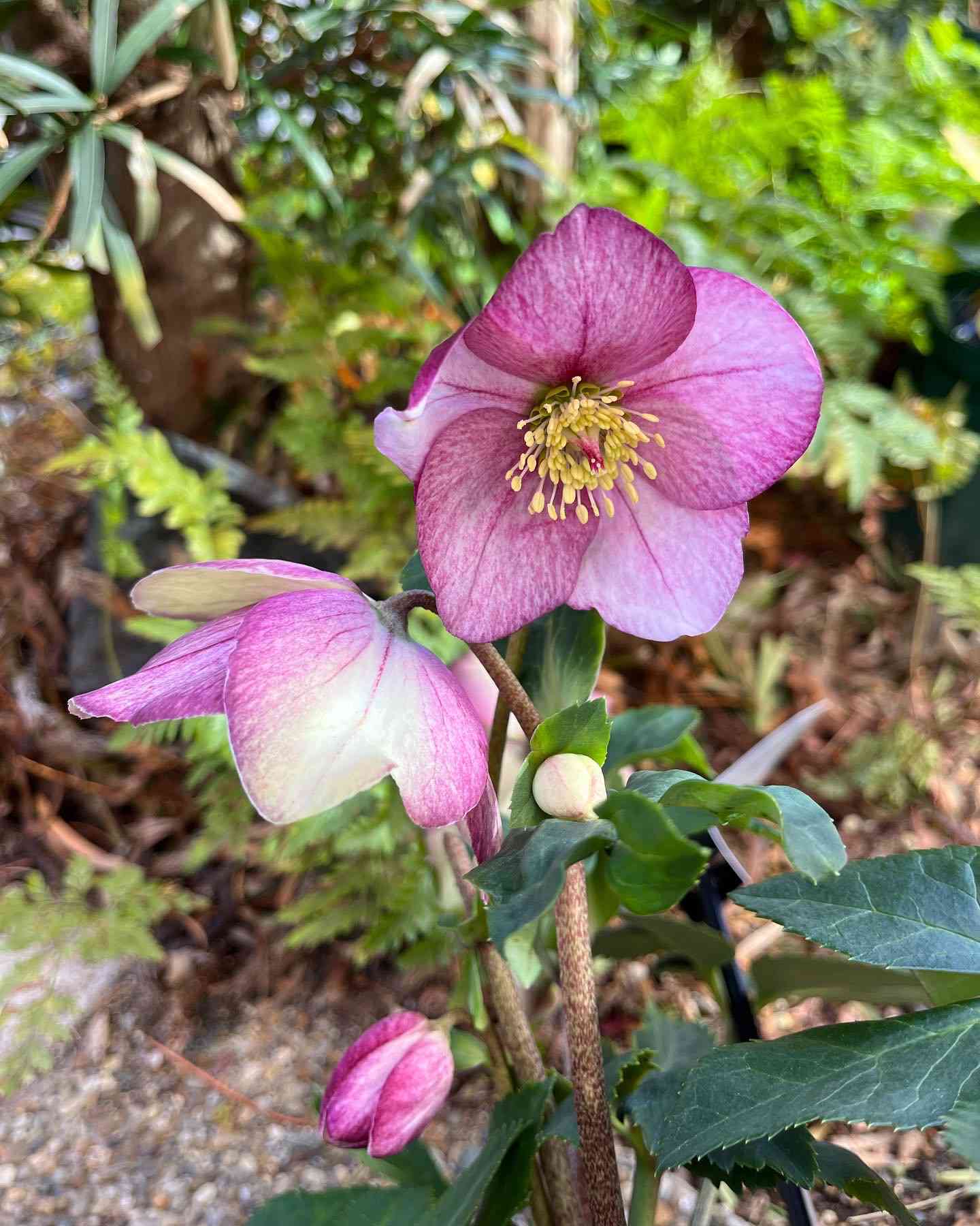 クリスマスローズの投稿画像 by たまさん｜小さな庭と クリスマス