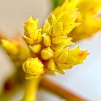 カルミア,スマホ撮影,マクロレンズ,我が家の花達,山野草大好きの画像