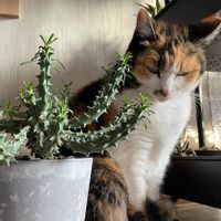 ユーフォルビア・ツベルクラータ(緑仏塔）,猫っぽオイデス,楽しい,ユーフォルビア,癒しのひと時の画像