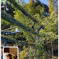 ナニワイバラ,ナチュラルが好き,ばら バラ 薔薇,自己流ガーデニング,富山支部の画像