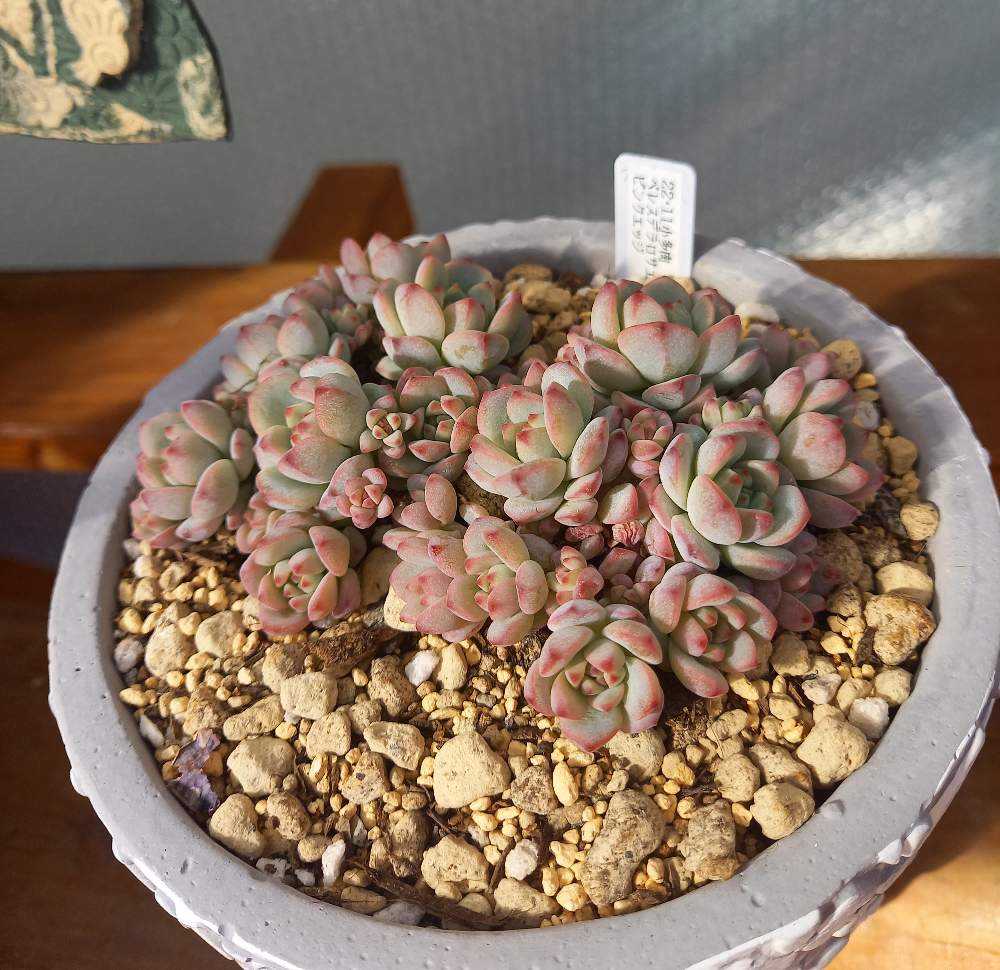 676🌹ペレスデラロサエピンクエッジ｜🍀GreenSnap（グリーンスナップ）