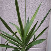 ユッカ,青年の木,有り難う,ご縁に感謝,自分らしくねの画像