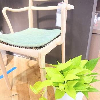 ボタニカルラウンジ西武池袋店のアルバム Greensnap グリーンスナップ