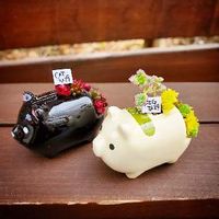諏訪湖,MOGU太郎鉢,多肉植物,小さな箱庭,長野タニラーの画像