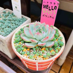 花うらら,多肉植物,多肉寄せ植え,エケベリア属,ガーデニングの画像