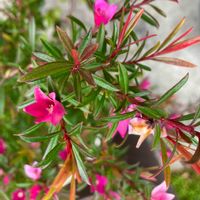 サザンクロス,クロウエア サザンクロス,鉢植え,鮮やか ,花のある暮らしの画像