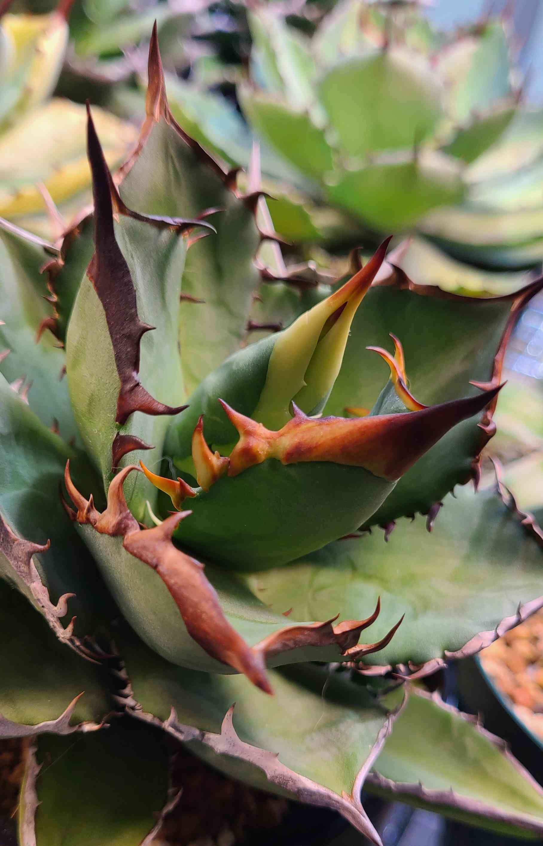 Agave titanota Black devilの一覧｜🍀GreenSnap（グリーンスナップ）