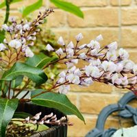 ハーデンベルギア,ハーデンベルギア（小町藤）,かわいい,花のある暮らし,小さな幸せ♡の画像