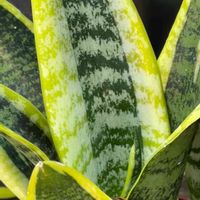 サンスベリア,観葉植物,今日のお花の画像