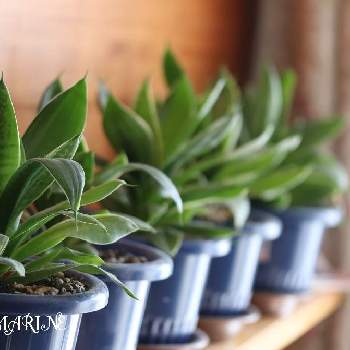 観葉植物,置き場所,育て方,照度計,日照の画像